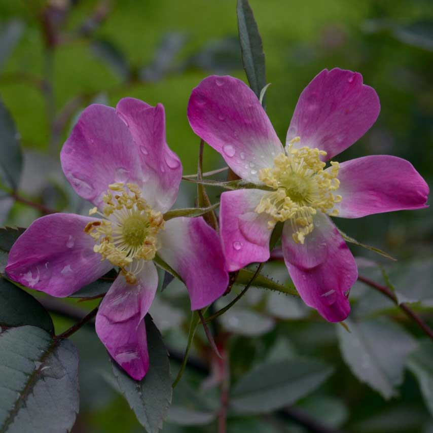 rosa